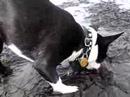 Hugo Loves the Beach