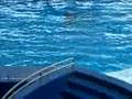 Dophin show (special)