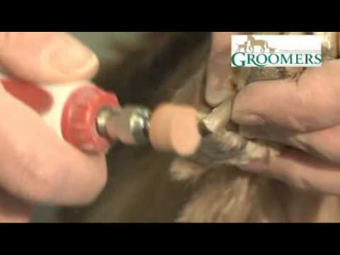 Groomers Dog Grooming Tips: Feet trimming & Nail grinding