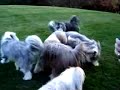 Mountain Bearded Collies: Born to be Wild