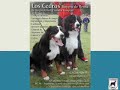 Boyero de Berna Club Argentino Boyero de Berna Club Argentino