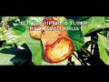 transfer-factor-health-the-natural-way-1.html