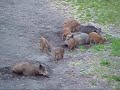 Film o Dzikach w Katowicach