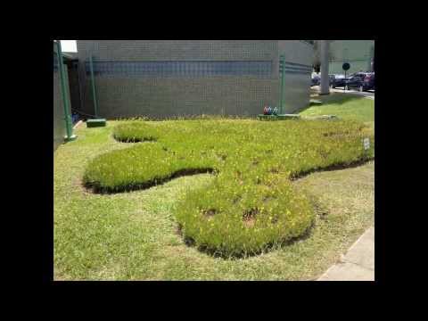 Jardins do Salão de Assembleias das Testemunhas de Jeová de Vargen Grande Paulista - SP