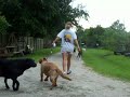 Introducing the E-collar/Pager collar part 1 Chloe