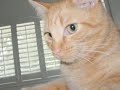 Kitty Slideshow Kitty Slideshow