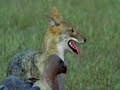 Bengal Tigress steals Dholes kill Bengal Tigress steals Dholes kill