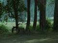 Bengal Tigress steals Dholes kill 