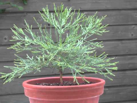 gigantea - The biggest tree in the World is the Sequoia Gigantea. The world record holder is the General Sherman Tree located in the Giant Forest of Sequoia National Pa...