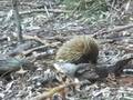 videos de Echidna