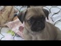 Pug/Japanese Chin puppies Pug/Japanese Chin puppies