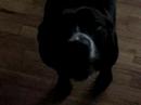 Reese the hound loves rock n roll on vinyl.