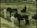 Lutger 436 en Maurus 441 hengstencompetitie Lutger 436 en Maurus 441 hengstencompetitie