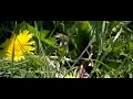 Bee flies to another flower, filmed with highspeed camera Bee flies to another flower, filmed with highspeed camera