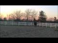 videos de Paisleyville Short Clip Thoroughbred For Sale