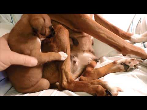 AKC Boxer Featuring Major