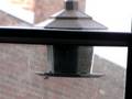 Bird Feeder