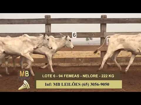 8� LEIL�O PRESENCIAL E VIRTUAL - LUCIANO DUARTE & CONVIDADOS