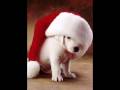 christmas animlas!!!