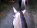 Horse fly much? LOL!