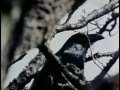 The Tribal Eye - Crooked Beak of Heaven Ep. 2