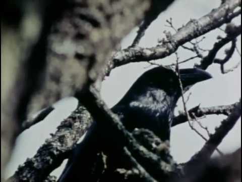 The Tribal Eye - Crooked Beak of Heaven Ep. 2