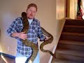 Jampea Reticulated Python Growth Rate