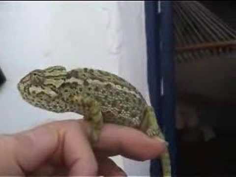 Chameleon changes colour