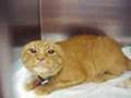 EXTREAMLY ANGRY CAT!!!! MENTAL!!!!!!! REAL FUNNY!!!!!!!!!!!!
