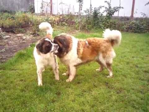 YouTube Трейлер