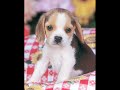 Dog Crazy