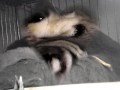 Cuddling Sugar Gliders Cuddling Sugar Gliders