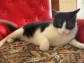 SUSHI, MY SILLY CAT