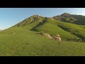 Flying over a family of coyotes in the grassy hills http://t.co/6JdffsZcjc