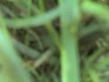 videos de SDM Piper Cub: (Crash) Landing Compilation