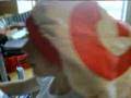 videos de daniels poop