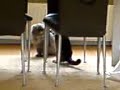 katten gevecht