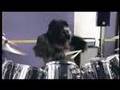 Gorrila Drumer - In The Air Tonight