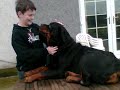 dogs dogs