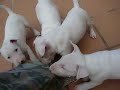 puppies bull terrier- k me kitan los pantalones!!! puppies bull terrier- k me kitan los pantalones!!!