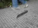 me Heelflipping me Heelflipping