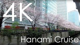 Hanami Cruise