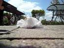 (uploaded by briand)&nbsp;Dealextreme Survivalist