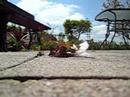 (uploaded by briand)&nbsp;Dealextreme Survivalist
