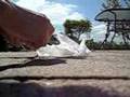 (uploaded by briand)&nbsp;Dealextreme Survivalist