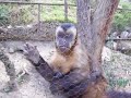 Monitos Tarme�os