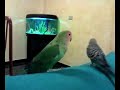 Pichy regurgitando Pichy regurgitando