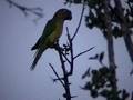 Brown-throated Parakeet,Perico Carisucio (Aratinga pertinax)