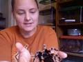Tarantulas for first time buyers