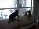 cats play fighting